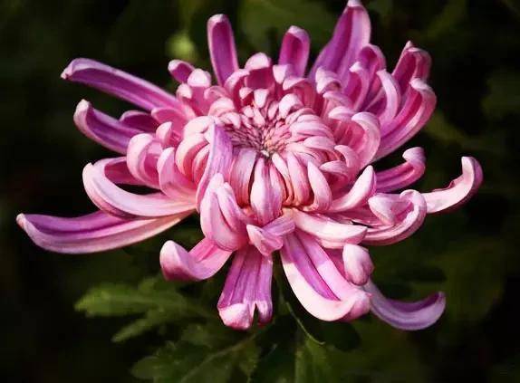 臥室適合綠植嗎_適合臥室的綠植_臥室綠植適合養(yǎng)什么花