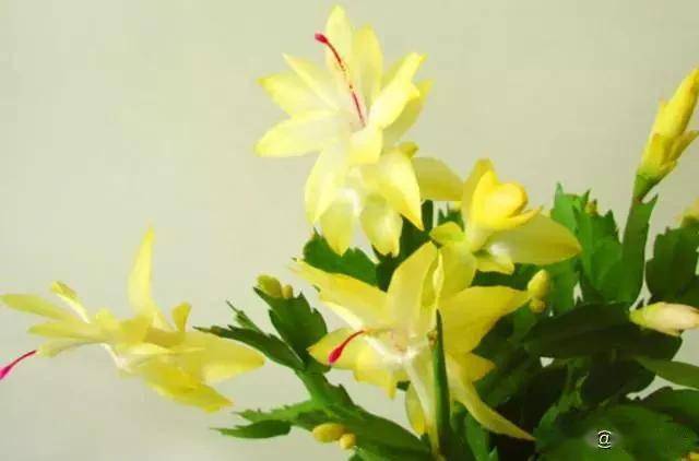 適合臥室的綠植_臥室綠植適合養(yǎng)什么花_臥室適合綠植嗎