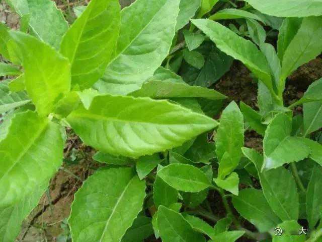 臥室適合綠植嗎_臥室綠植適合養(yǎng)什么花_適合臥室的綠植