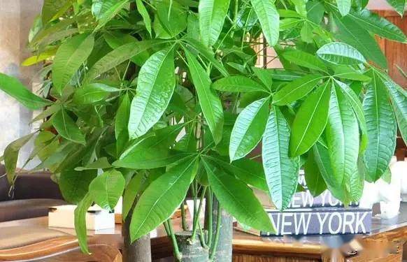 臥室適合綠植嗎_臥室綠植適合養(yǎng)什么花_適合臥室的綠植