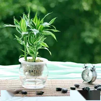 臥室適合綠植嗎_適合臥室的綠植_臥室綠植適合養(yǎng)什么花