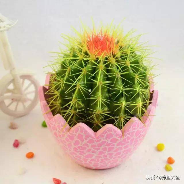 臥室適合綠植嗎_臥室綠植適合養(yǎng)什么花_適合臥室的綠植