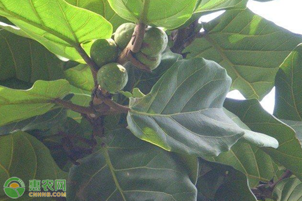 客廳種綠植有什么好處_客廳好養(yǎng)活的綠植有哪些_客廳植物好養(yǎng)活