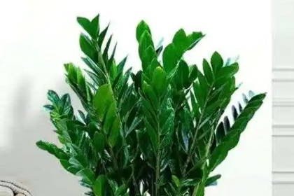 客廳養(yǎng)什么綠植最旺家旺財(cái)_客廳旺財(cái)植物_客廳旺位可以放什么植物