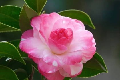 客廳養(yǎng)什么綠植最旺家旺財(cái)_客廳旺財(cái)植物_客廳旺位可以放什么植物