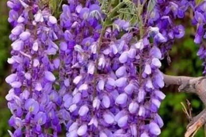 客廳旺位可以放什么植物_客廳旺財(cái)植物_客廳養(yǎng)什么綠植最旺家旺財(cái)