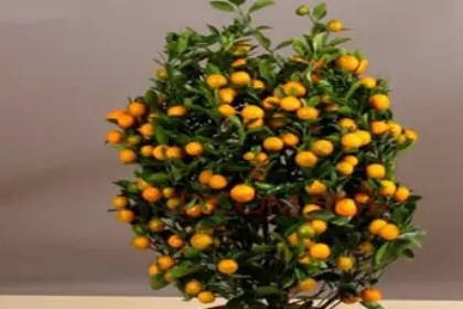 客廳養(yǎng)什么綠植最旺家旺財(cái)_客廳旺財(cái)植物_客廳旺位可以放什么植物