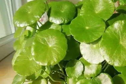 客廳養(yǎng)什么綠植最旺家旺財(cái)_客廳旺位可以放什么植物_客廳旺財(cái)植物