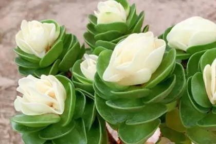 客廳旺財(cái)植物_客廳養(yǎng)什么綠植最旺家旺財(cái)_客廳旺位可以放什么植物