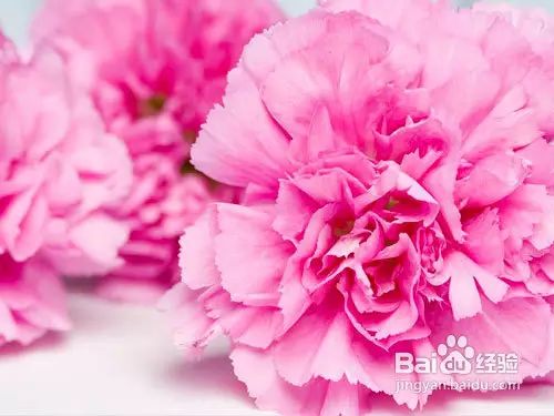 生日送花好嗎_生日送花好還是蛋糕_生日送花好么