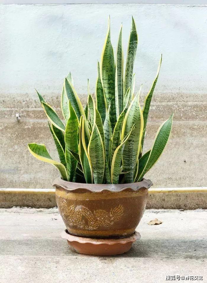 能凈化空氣的室內(nèi)植物有哪些_凈化室內(nèi)空氣植物有哪些_能凈化空氣的室內(nèi)植物有哪些