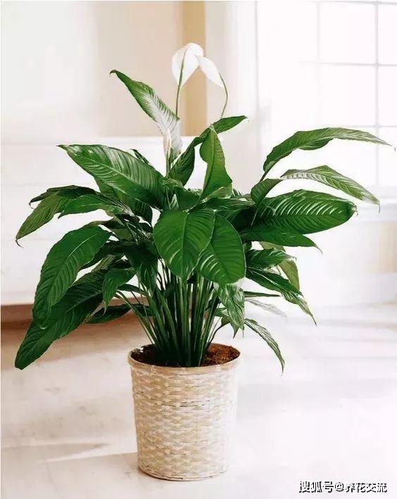 能凈化空氣的室內(nèi)植物有哪些_凈化室內(nèi)空氣植物有哪些_能凈化空氣的室內(nèi)植物有哪些
