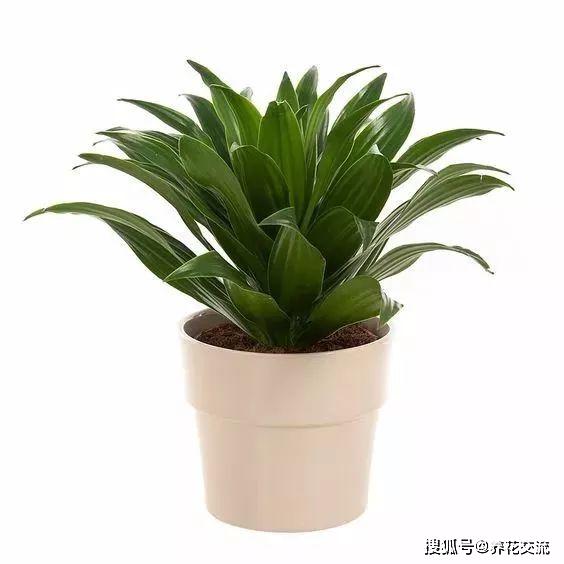 凈化室內(nèi)空氣植物有哪些_能凈化空氣的室內(nèi)植物有哪些_能凈化空氣的室內(nèi)植物有哪些