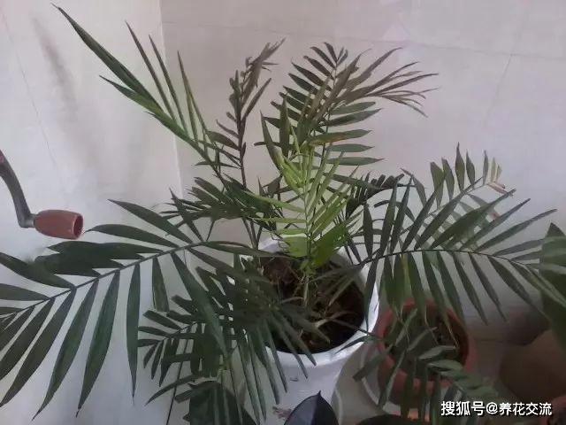 凈化室內(nèi)空氣植物有哪些_能凈化空氣的室內(nèi)植物有哪些_能凈化空氣的室內(nèi)植物有哪些