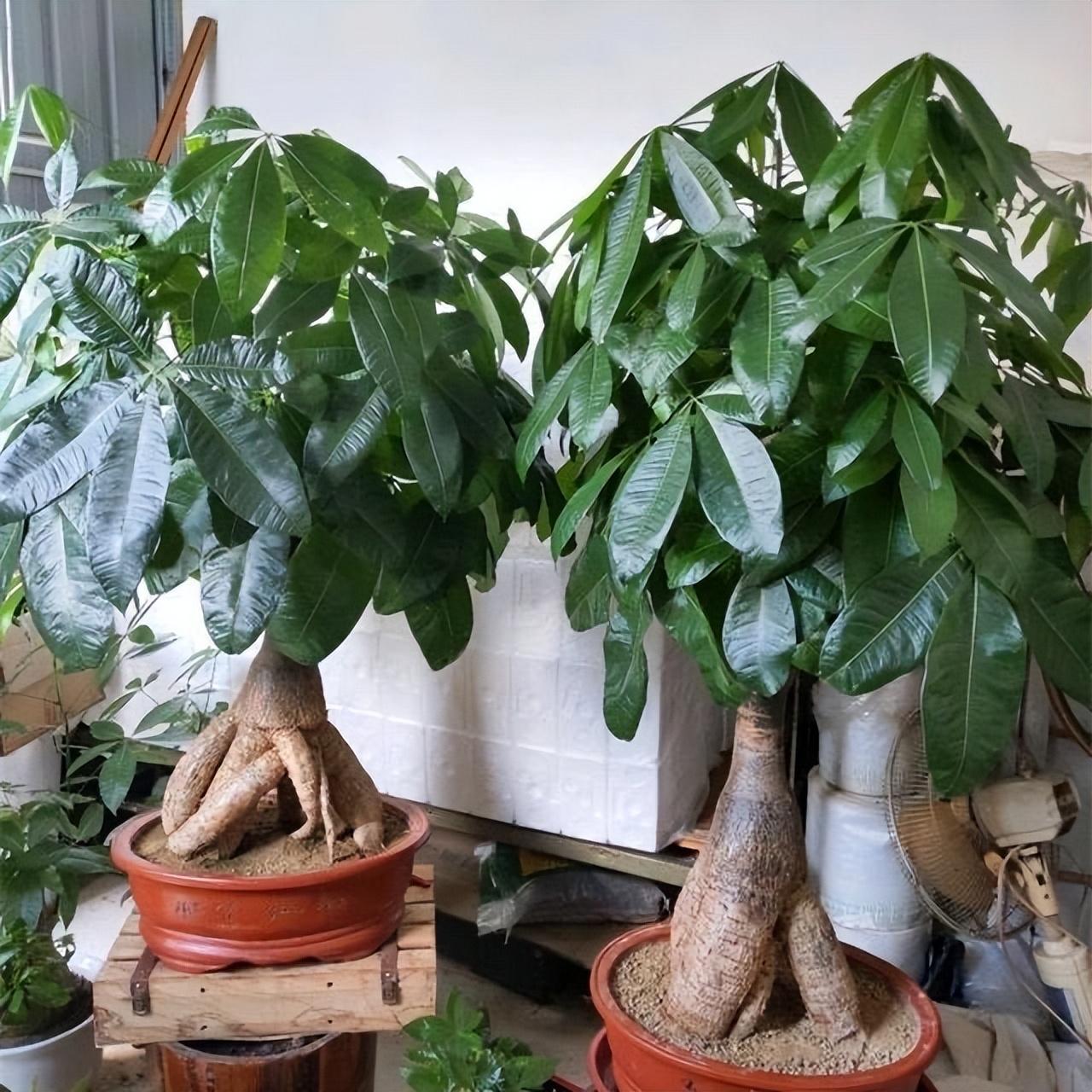 冬季養(yǎng)花品種_冬季養(yǎng)花的注意事項(xiàng)_冬季養(yǎng)什么花