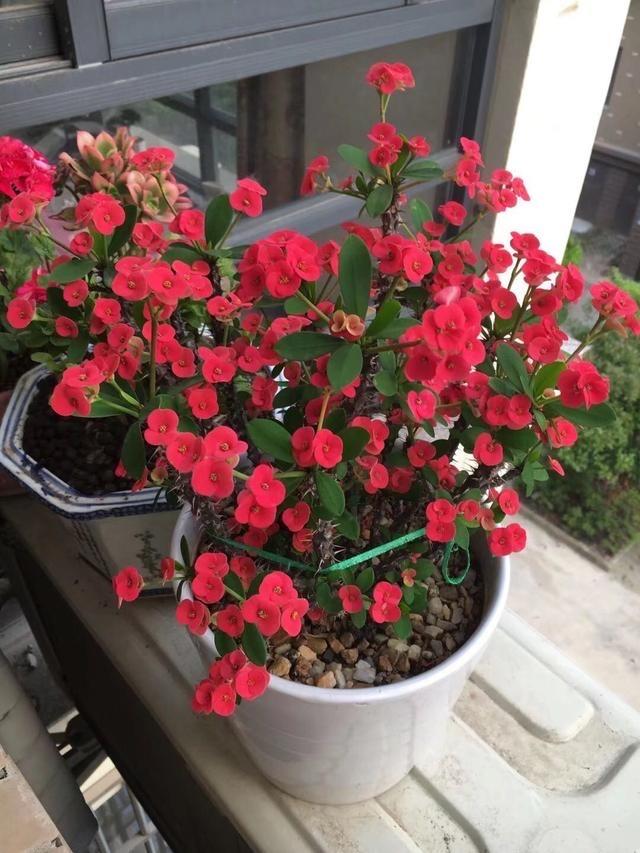 冬季養(yǎng)花品種_冬季養(yǎng)花的注意事項(xiàng)_冬季養(yǎng)什么花