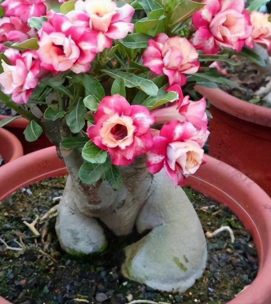 冬季養(yǎng)什么花_冬季養(yǎng)花品種_冬季養(yǎng)花的注意事項(xiàng)