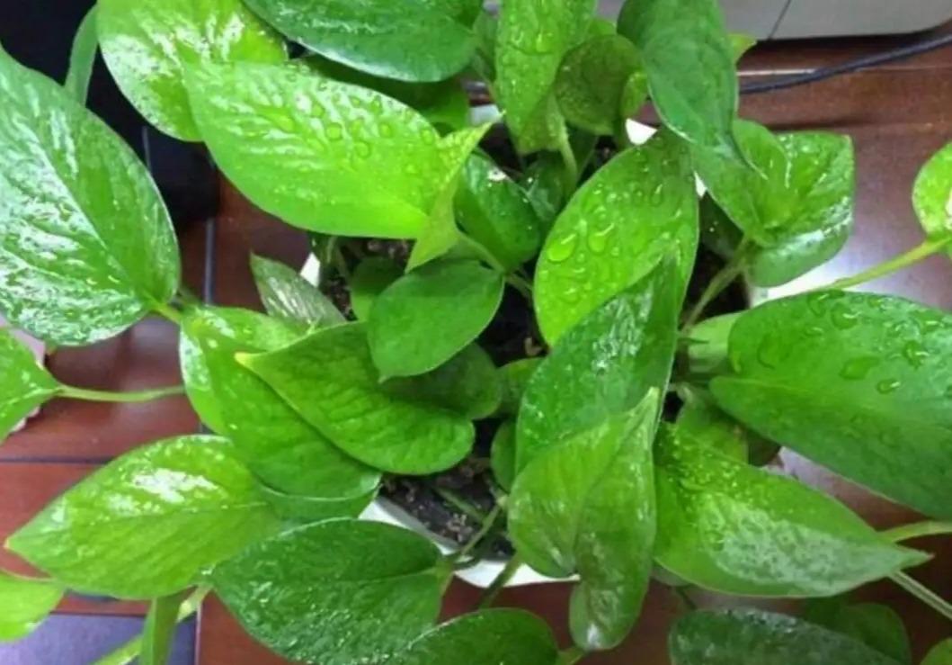 冬季養(yǎng)花品種_冬季養(yǎng)花的注意事項(xiàng)_冬季養(yǎng)什么花