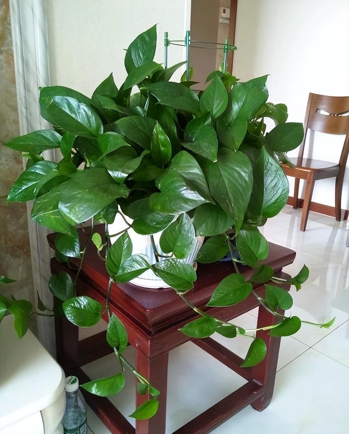 冬季養(yǎng)花的注意事項(xiàng)_冬季養(yǎng)什么花_冬季養(yǎng)花品種