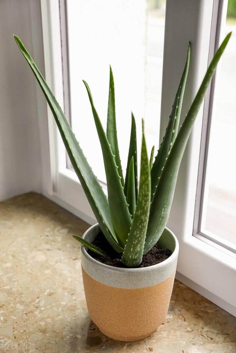 種植綠植的好處_種植綠植的勞動(dòng)心得_綠植種植