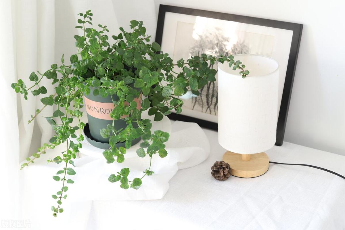 種植綠植的好處_種植綠植的勞動(dòng)心得_綠植種植