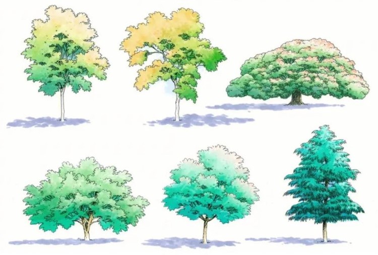 適合北方庭院的耐寒綠植_北方庭院耐寒盆景_北方庭院耐寒觀賞花樹(shù)