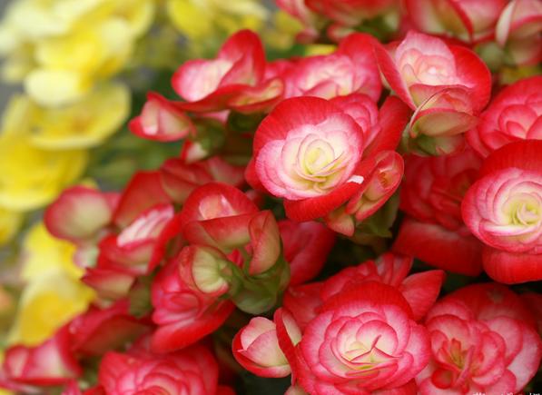 有什么花一年四季開(kāi)花又好養(yǎng)的呢_開(kāi)花四季養(yǎng)花好有哪些品種_四季開(kāi)花好養(yǎng)