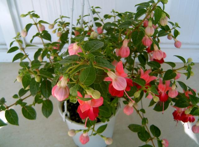 開(kāi)花四季養(yǎng)花好有哪些品種_有什么花一年四季開(kāi)花又好養(yǎng)的呢_四季開(kāi)花好養(yǎng)