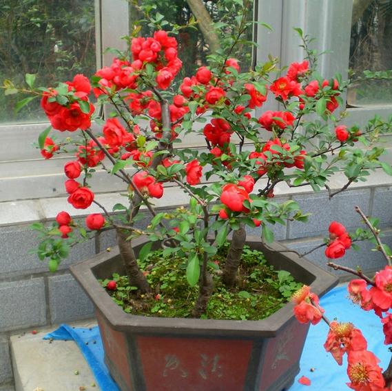 四季開(kāi)花好養(yǎng)_有什么花一年四季開(kāi)花又好養(yǎng)的呢_開(kāi)花四季養(yǎng)花好有哪些品種