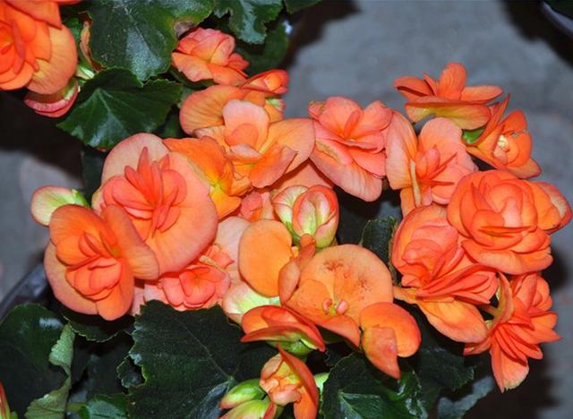 有什么花一年四季開(kāi)花又好養(yǎng)的呢_四季開(kāi)花好養(yǎng)_開(kāi)花四季養(yǎng)花好有哪些品種