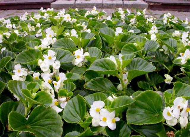 有什么花一年四季開(kāi)花又好養(yǎng)的呢_開(kāi)花四季養(yǎng)花好有哪些品種_四季開(kāi)花好養(yǎng)