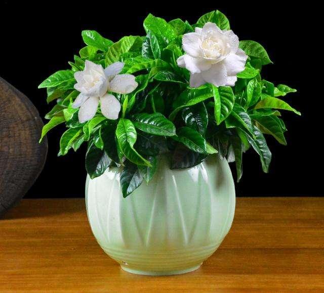 四季常開(kāi)好養(yǎng)的花_四季開(kāi)花好養(yǎng)盆栽_四季養(yǎng)的花