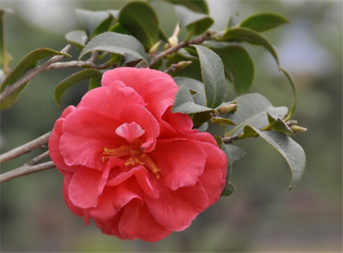 世界十大名貴花卉_花卉名貴世界排行榜_世界名貴花卉排名