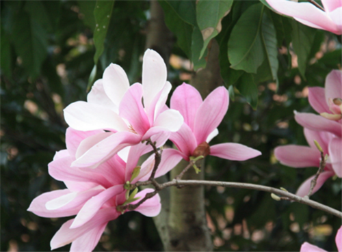 花卉名貴世界排行榜_世界十大名貴花卉_世界名貴花卉排名