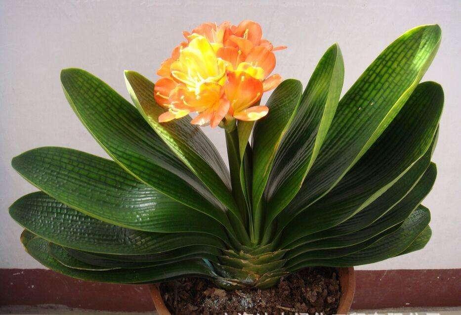 冬季室內(nèi)環(huán)境密閉，這些綠植還你一個(gè)清新的環(huán)境！