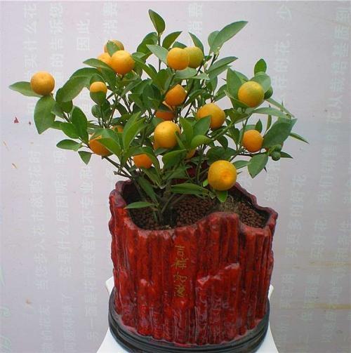 冬季室內(nèi)綠植葉子發(fā)黃的原因_冬季室內(nèi)綠植養(yǎng)護技巧_冬季室內(nèi)綠植