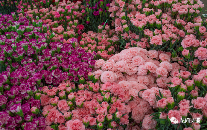 生日送花的寓意_生日送花花語_寓意生日送花祝福語