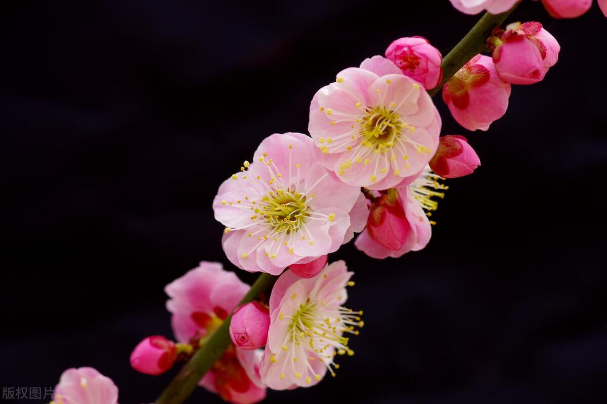 室內(nèi)耐寒耐凍的綠植有哪些_能過冬的室內(nèi)耐寒綠植_耐寒的室外綠植