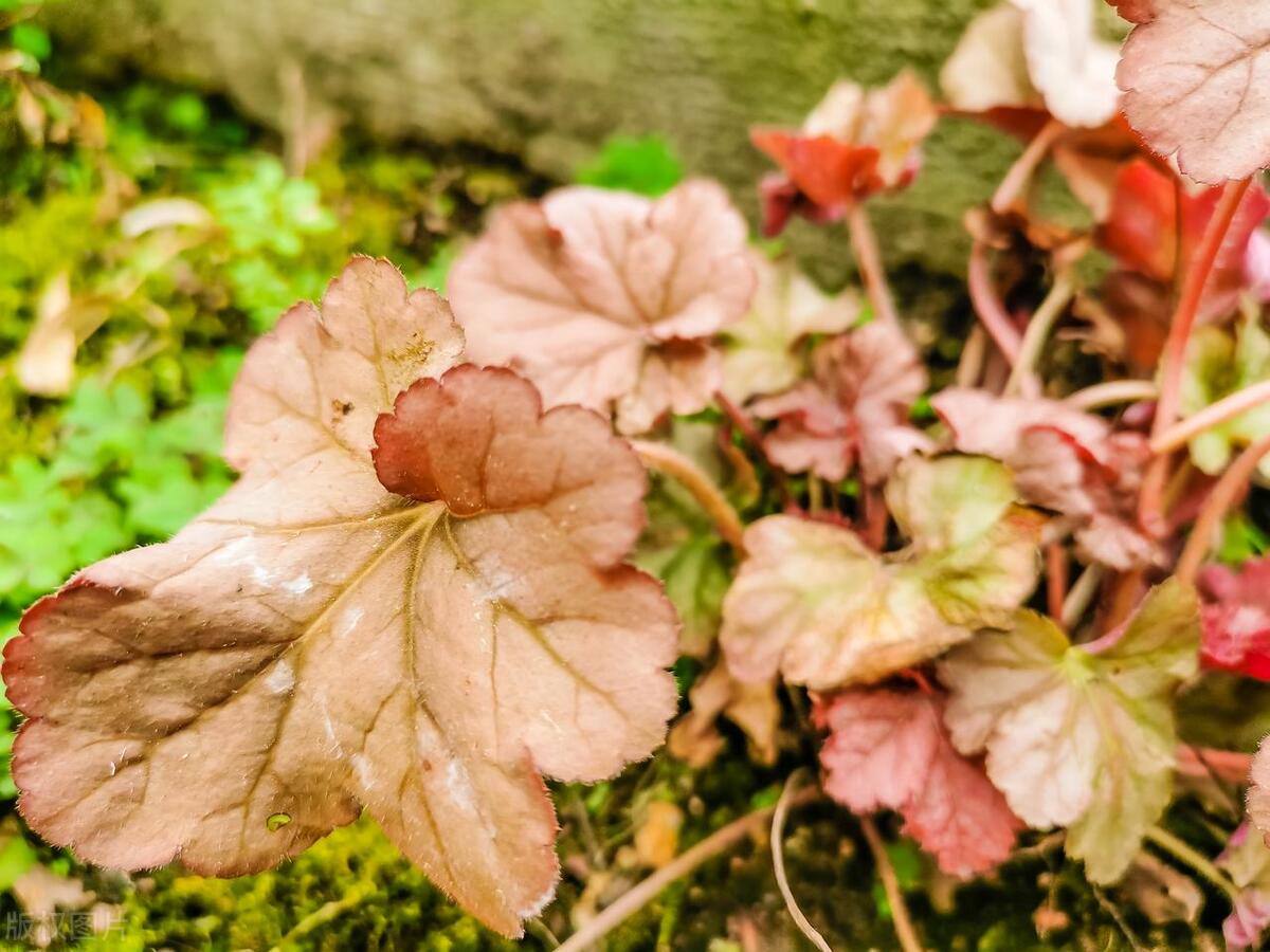 室內(nèi)耐寒耐凍的綠植有哪些_能過冬的室內(nèi)耐寒綠植_耐寒的室外綠植