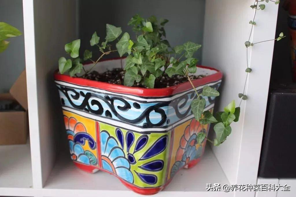 辦公室盆栽養(yǎng)什么綠植比較好_辦公室盆栽綠植_辦公室最好養(yǎng)的盆栽植物