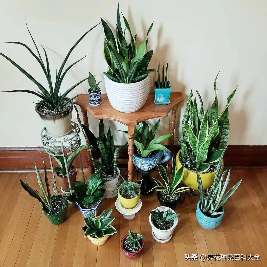 辦公室盆栽養(yǎng)什么綠植比較好_辦公室盆栽綠植_辦公室最好養(yǎng)的盆栽植物