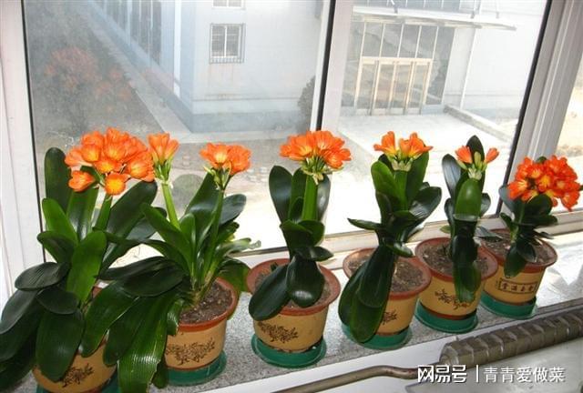 合適室內(nèi)養(yǎng)花的植物_合適室內(nèi)養(yǎng)花有哪些_室內(nèi)養(yǎng)什么花合適