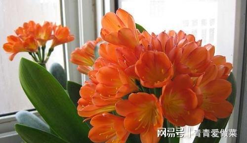 合適室內(nèi)養(yǎng)花的植物_室內(nèi)養(yǎng)什么花合適_合適室內(nèi)養(yǎng)花有哪些