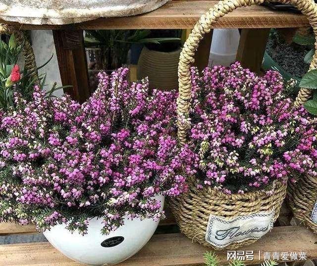 合適室內(nèi)養(yǎng)花的植物_合適室內(nèi)養(yǎng)花有哪些_室內(nèi)養(yǎng)什么花合適