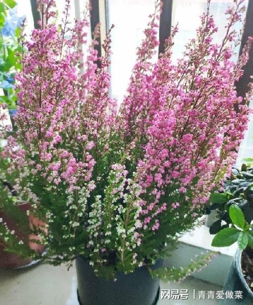 室內(nèi)養(yǎng)什么花合適_合適室內(nèi)養(yǎng)花有哪些_合適室內(nèi)養(yǎng)花的植物