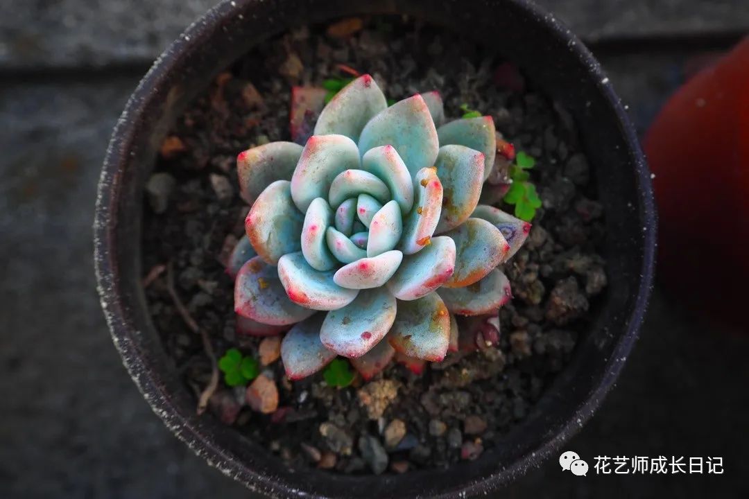 多肉花劍剪了又長(zhǎng)_多肉剪下來(lái)的花劍怎么繁殖_多肉剪花劍是從根剪嗎