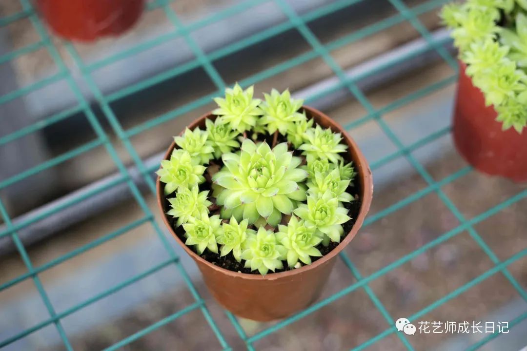 多肉剪下來(lái)的花劍怎么繁殖_多肉剪花劍是從根剪嗎_多肉花劍剪了又長(zhǎng)