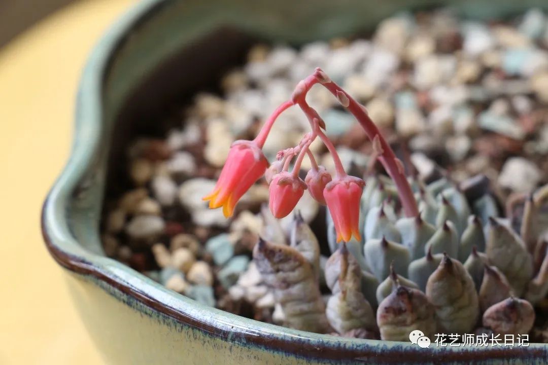 多肉花劍剪了又長(zhǎng)_多肉剪花劍是從根剪嗎_多肉剪下來(lái)的花劍怎么繁殖