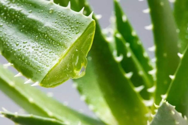 花卉室外北方冬養(yǎng)天天澆水嗎_冬天北方室外養(yǎng)的花卉_北方室外過冬花卉