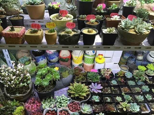 花卉批發(fā)無錫市場在哪里_無錫市花卉批發(fā)市場_無錫花卉批發(fā)市場